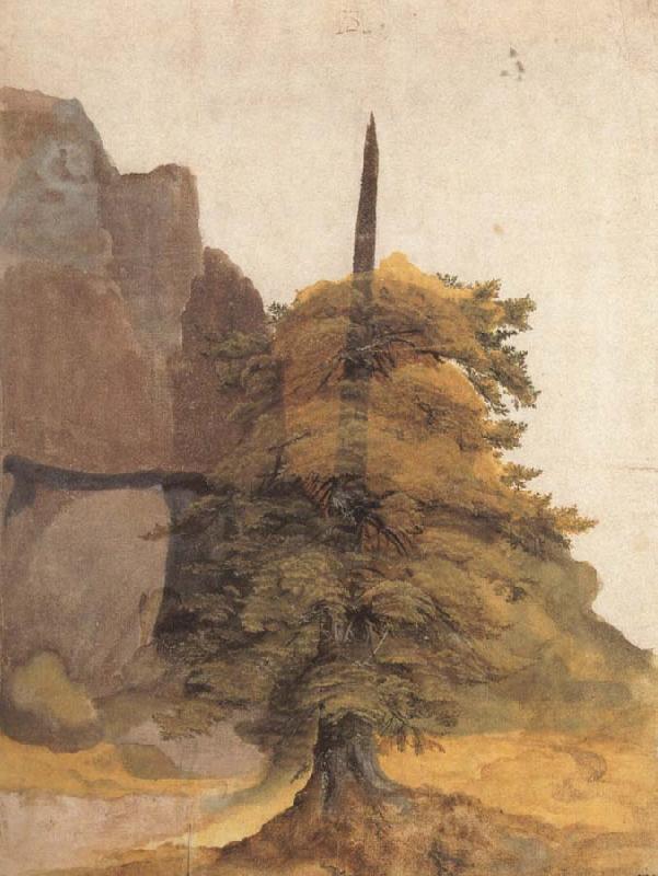 Albrecht Durer A Tree in a Quarry oil painting image